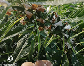 湖北金九昌種業(yè)有限公司